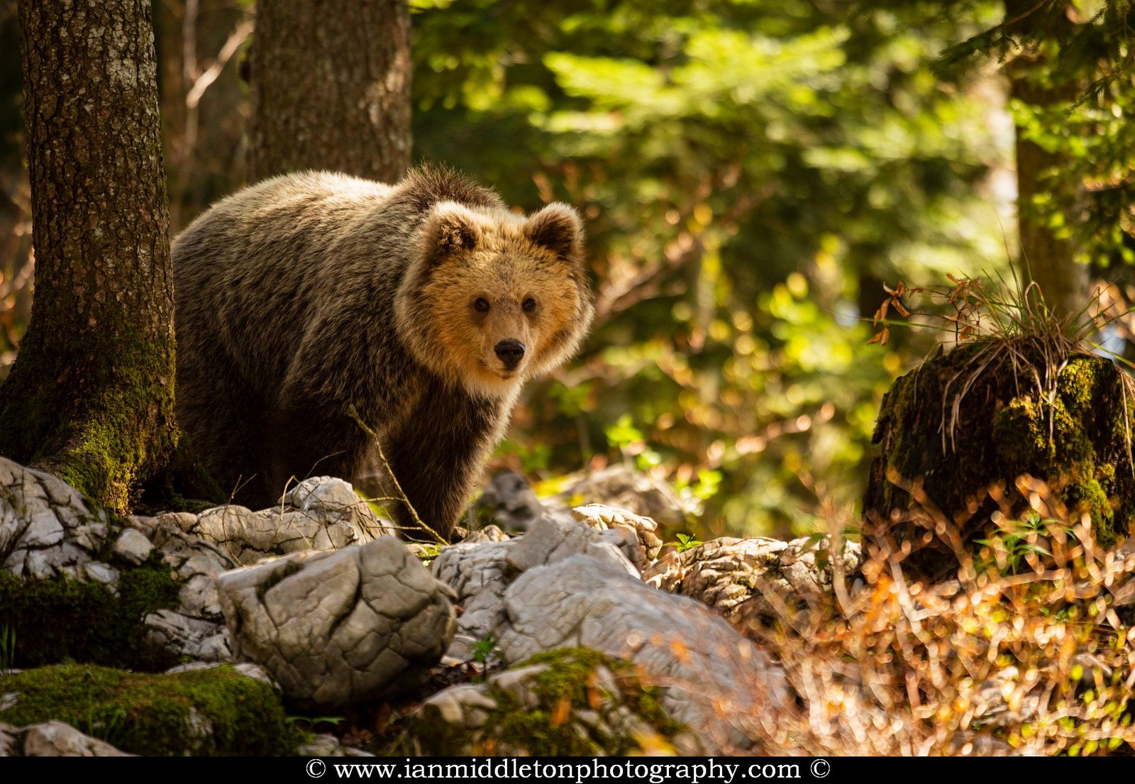 European Brown Bear Alpha Male In Karst Forest, Slovenia Ornament