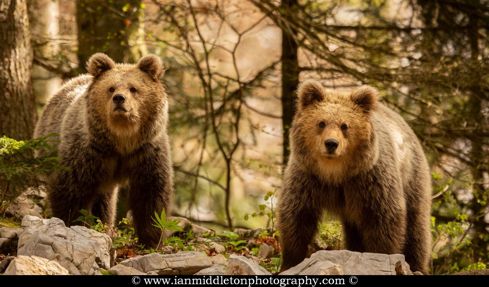 European Brown Bear Alpha Male In Karst Forest, Slovenia Ornament