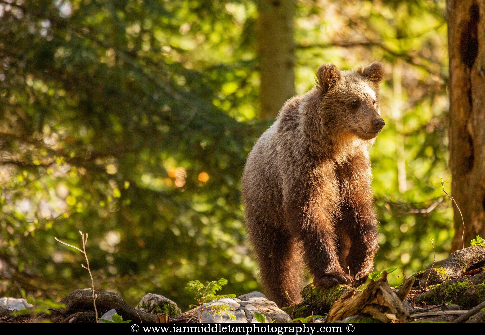 European Brown Bear Alpha Male In Karst Forest, Slovenia Ornament