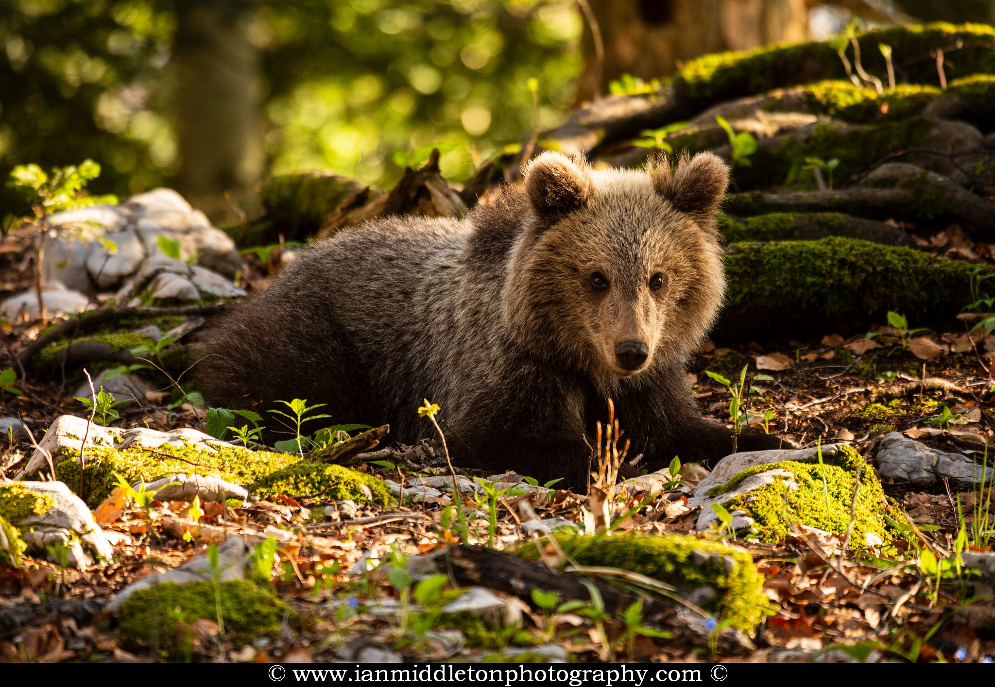 European Brown Bear Alpha Male In Karst Forest, Slovenia Ornament