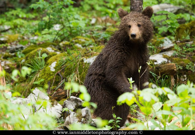 A one year old Brown Bear Cub in the forest in Notranjska, Slovenia.