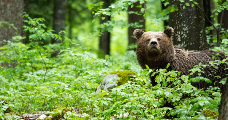 Brown Bear in the forest in Notranjska, Slovenia.