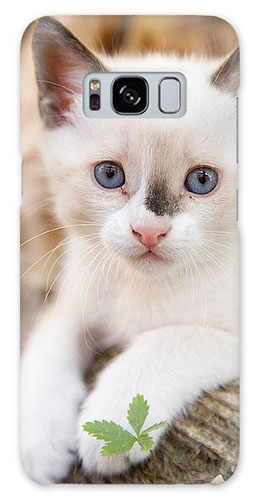 Cute white kitten on galaxy phone cases