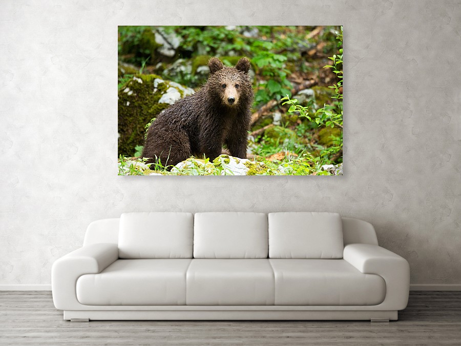 European Brown Bear - acrylic photo print example