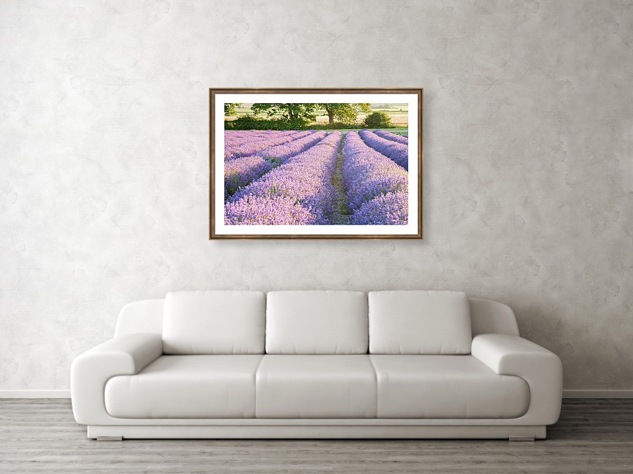 Framed print example of lavender photo