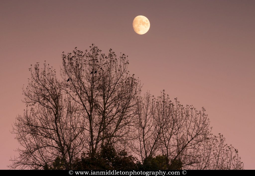 Moon rising over tree at sunset