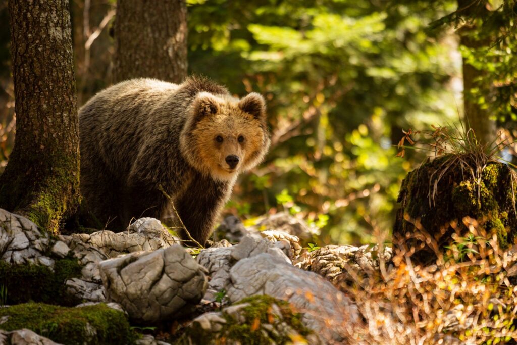 Brown Bear in the forest near Loski Potok, Slovenia.