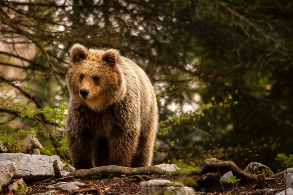 Two Brown Bears in the forest near Loski Potok, Slovenia.