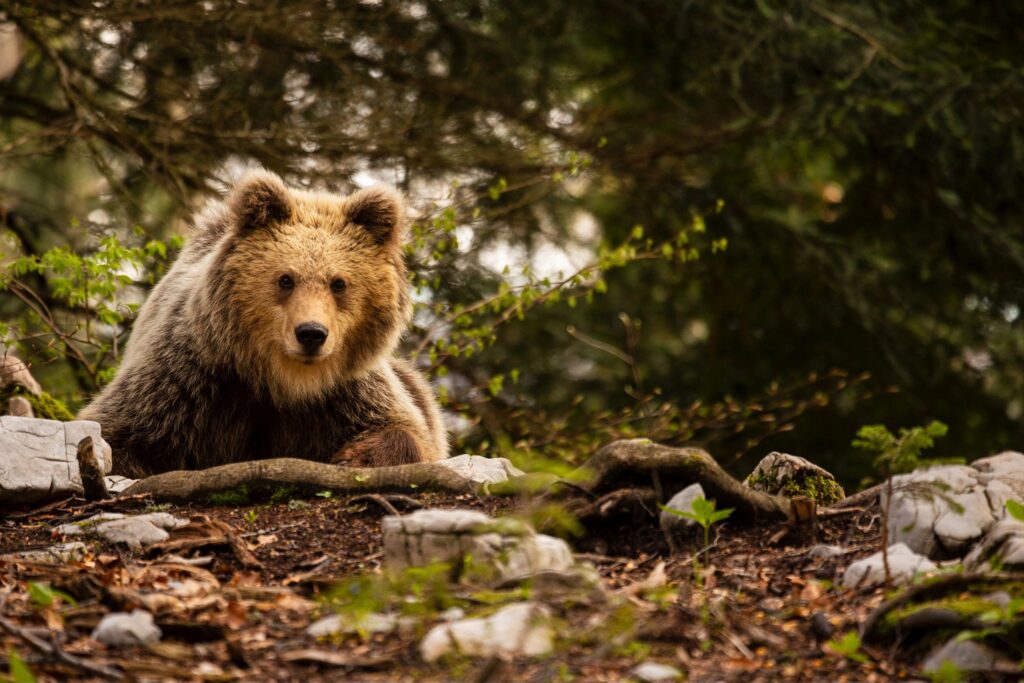 Brown Bear in the forest near Loski Potok, Slovenia.