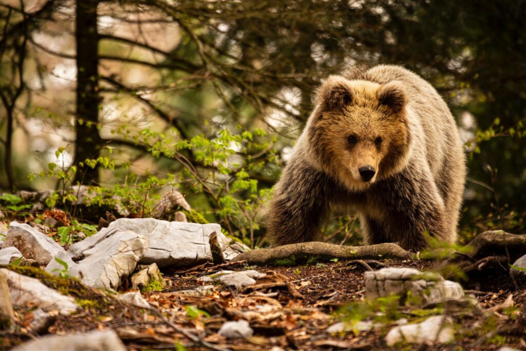 Brown Bear in the forest in Notranjska, Slovenia.