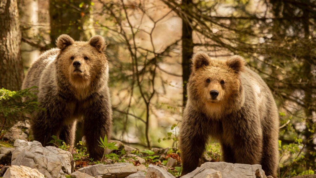 Two Brown Bears in the forest near Loski Potok, Slovenia.