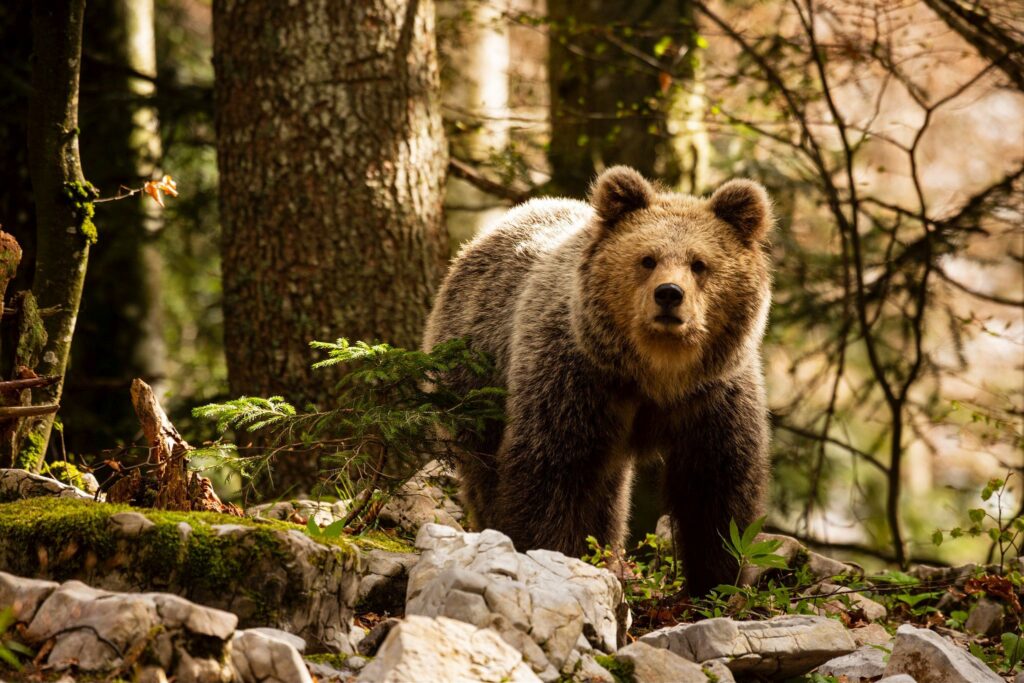 Brown Bear in the forest near Loski Potok, Slovenia.