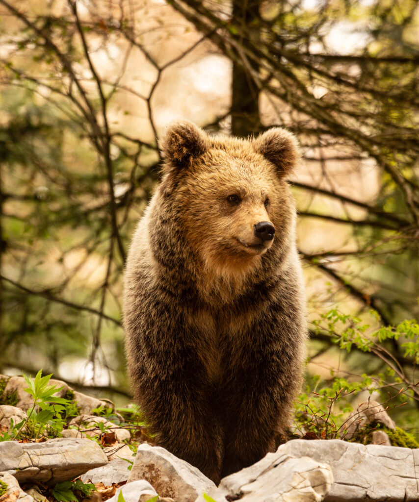 Brown Bear in the forest near Loski Potok, Slovenia.