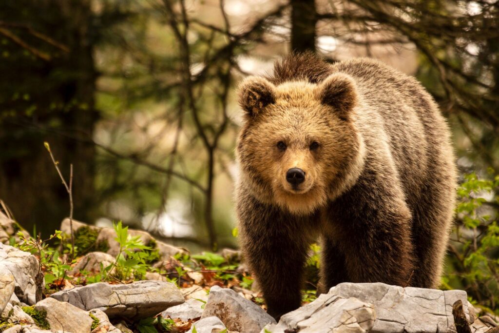 Brown Bear in the forest near Loski Potok, Slovenia.