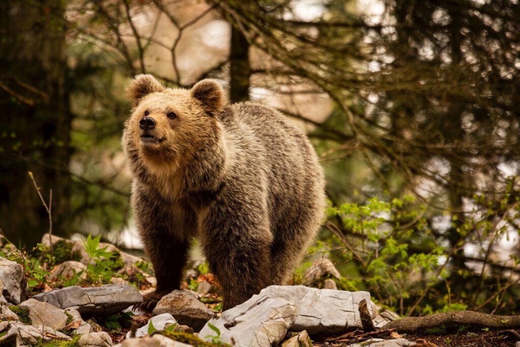 Brown Bear in the forest near Loski Potok, Slovenia.