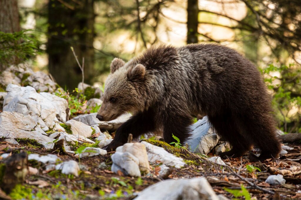 Young brown Bear in the forest near Loski Potok, Slovenia.