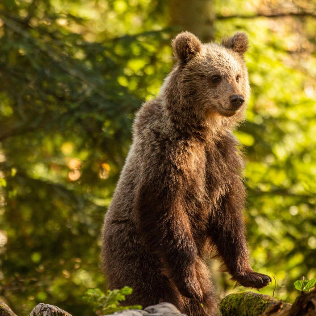 Brown Bear in the forest near Loski Potok, Slovenia.