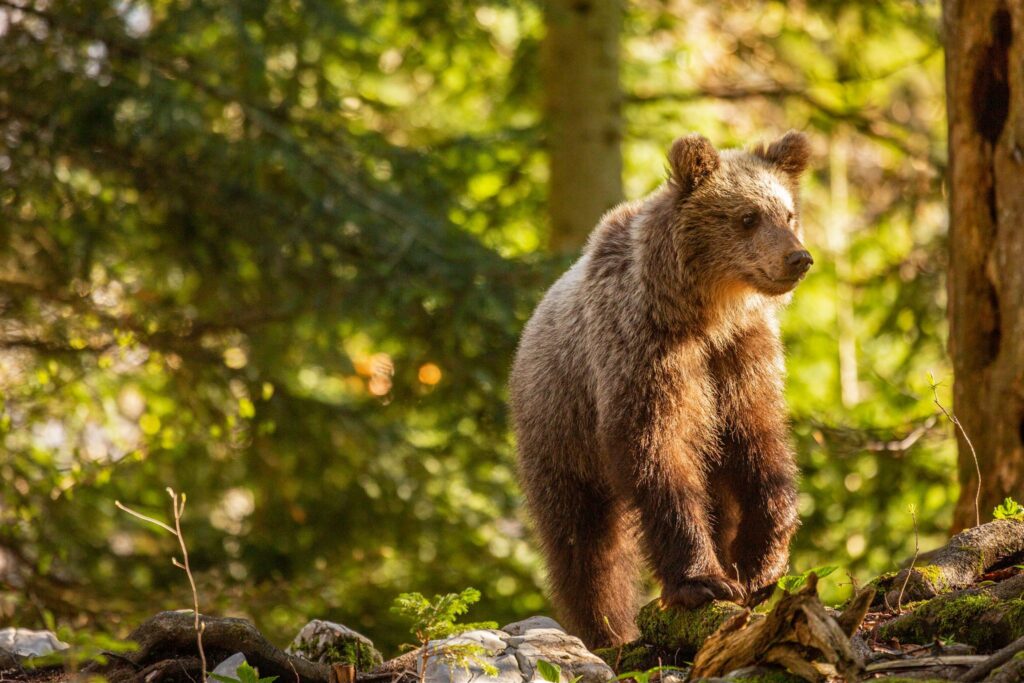 Young brown Bear in the forest near Loski Potok, Slovenia.