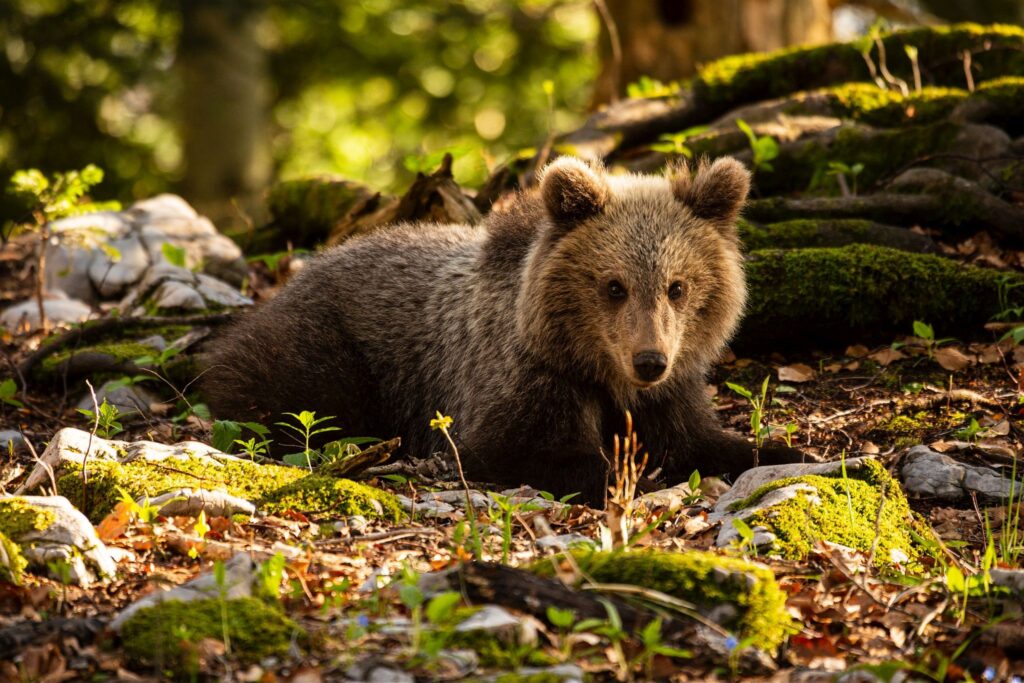 Young brown Bear in the forest near Loski Potok, Slovenia.