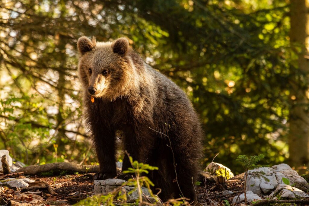 Brown Bear in the forest near Loski Potok, Slovenia.