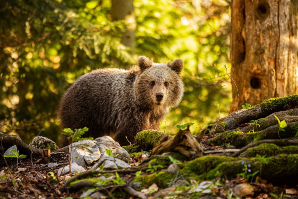 Young brown Bear in the forest near Loski Potok, Slovenia.