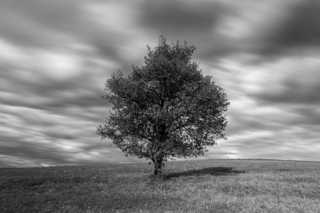 Long exposure in black and white of a tree on a hill in prezganje in the hills to the east of Ljubljana, Slovenia