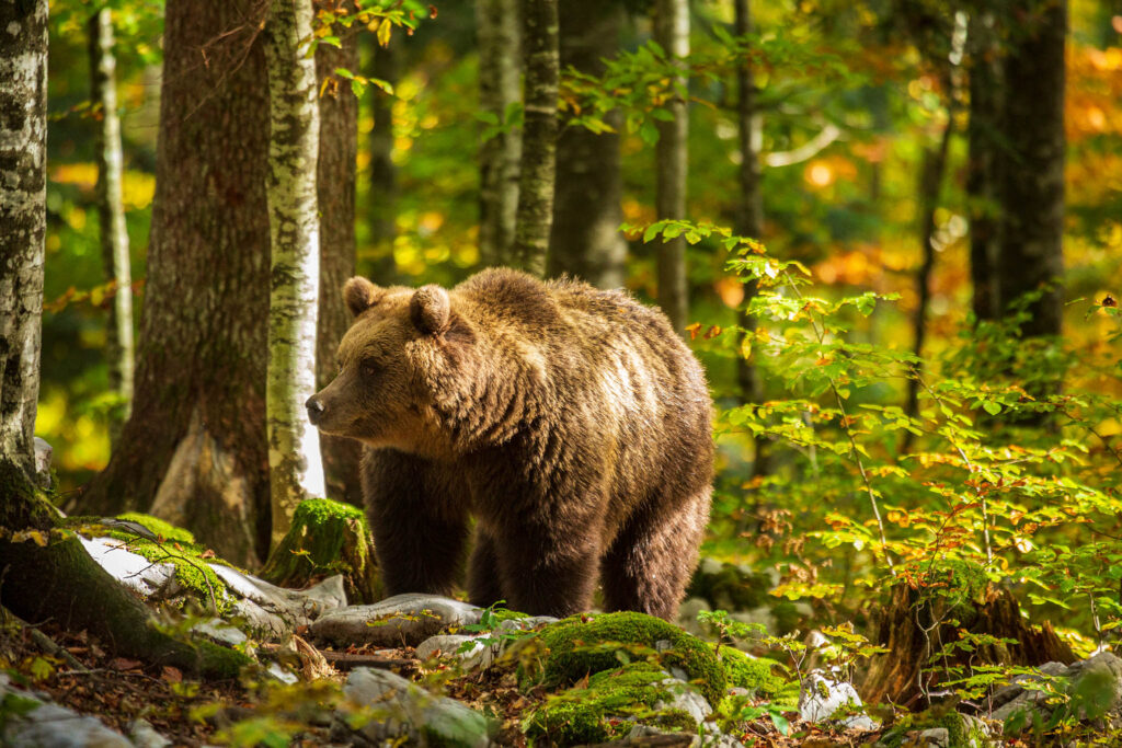 Adult Male Brown Bear in Slovenia