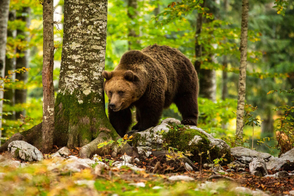 Adult brown bear in the forest near Sneznik, Slovenia.