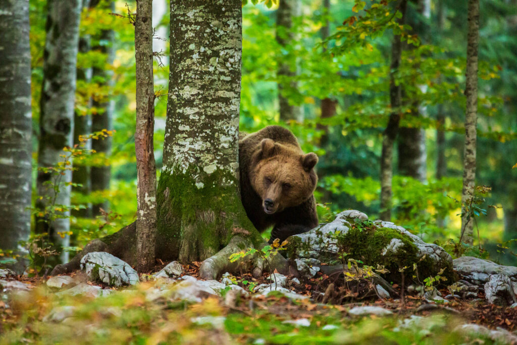 Adult brown bear in the forest near Sneznik, Slovenia.