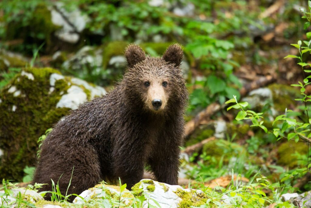 A one year old Brown Bear Cub in the forest in Notranjska, Slovenia.