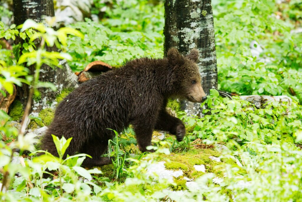 A one year old Brown Bear Cub in the forest in Notranjska, Slovenia.