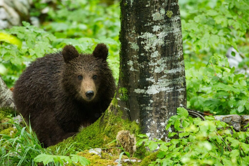 A one year old Brown Bear Cub in the forest in Notranjska, Slovenia.