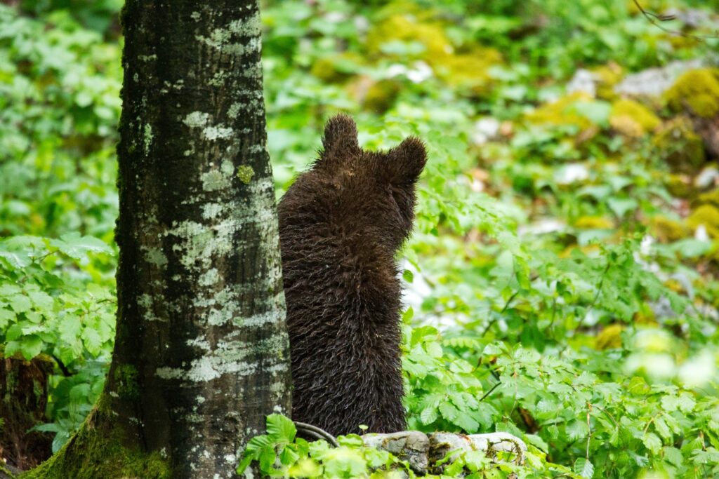 A one year old Brown Bear Cub in the forest in Notranjska, Slovenia.