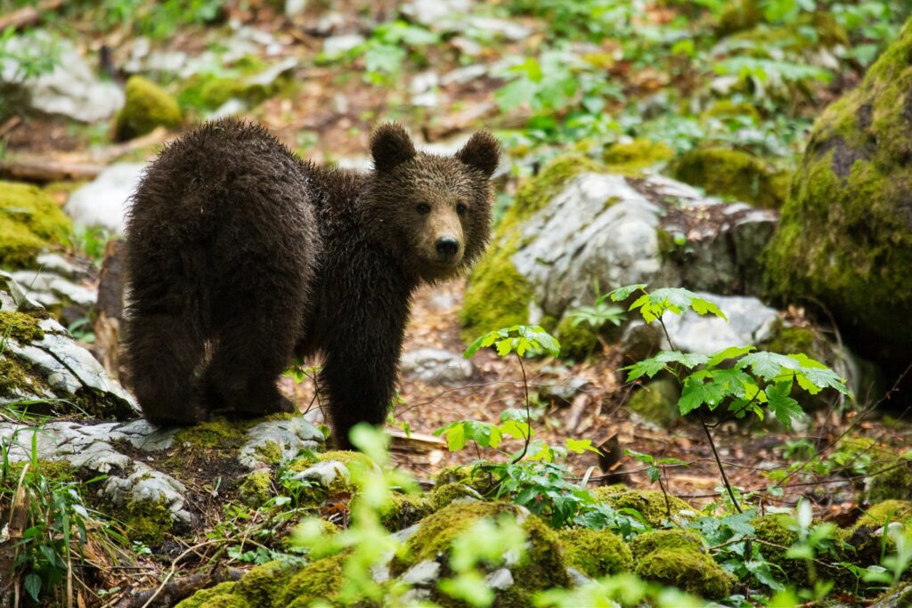 A one year old Brown Bear Cub in the forest in Notranjska, Slovenia.