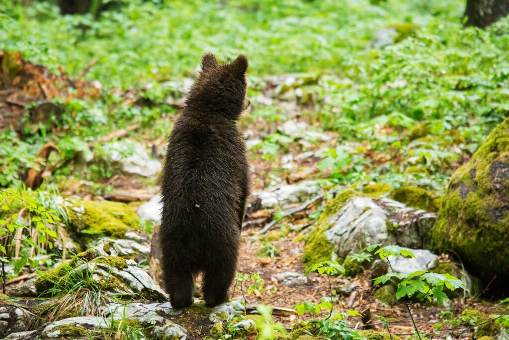 A one year old Brown Bear Cub standing up straight on its back legs in the forest in Notranjska, Slovenia.