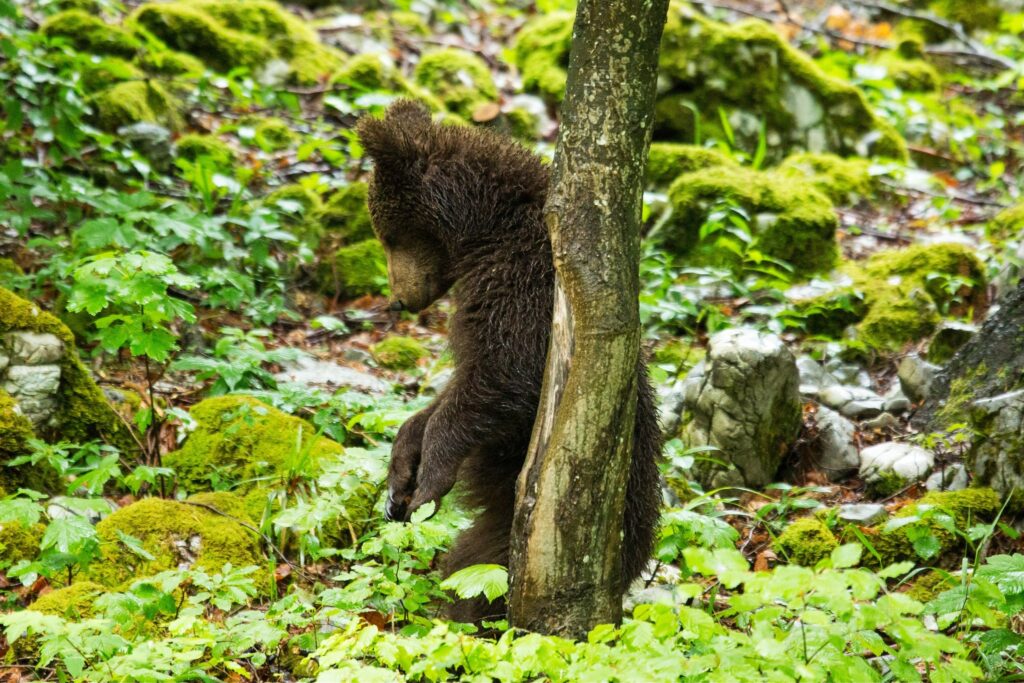 A one year old Brown Bear Cub in the forest in Notranjska, Slovenia.