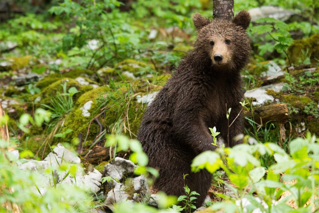 A one year old Brown Bear Cub in the forest in Notranjska, Slovenia.