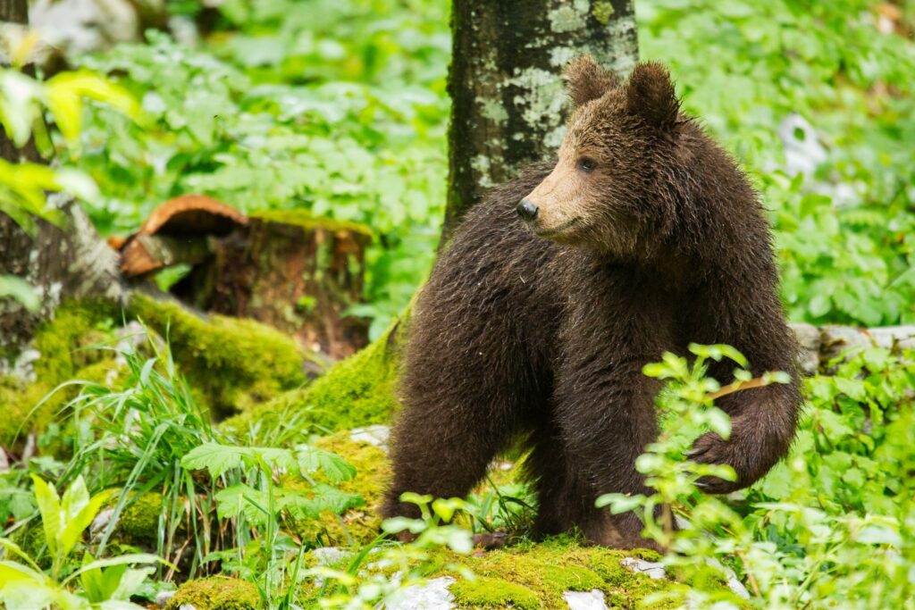 A one year old Brown Bear Cub in the forest in Notranjska, Slovenia.