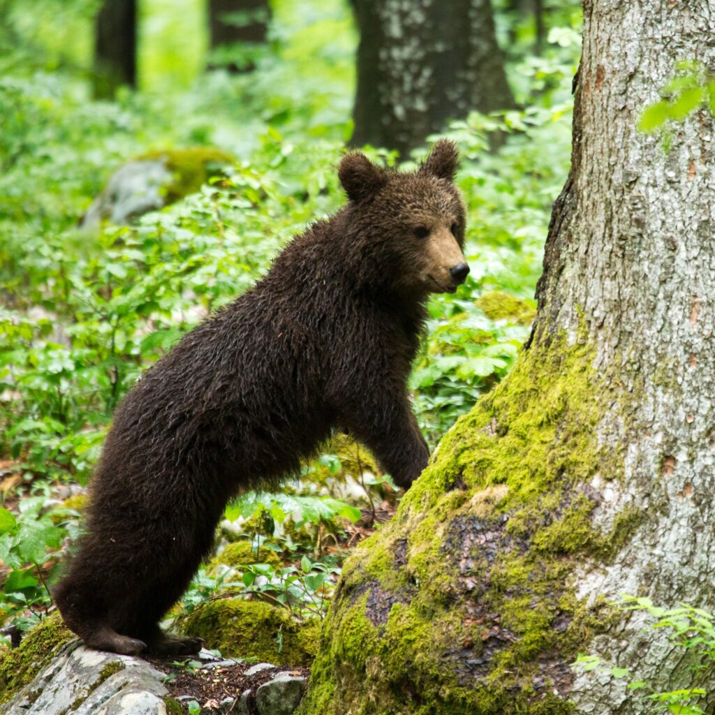 A one year old Brown Bear Cub in the forest in Notranjska, Slovenia.