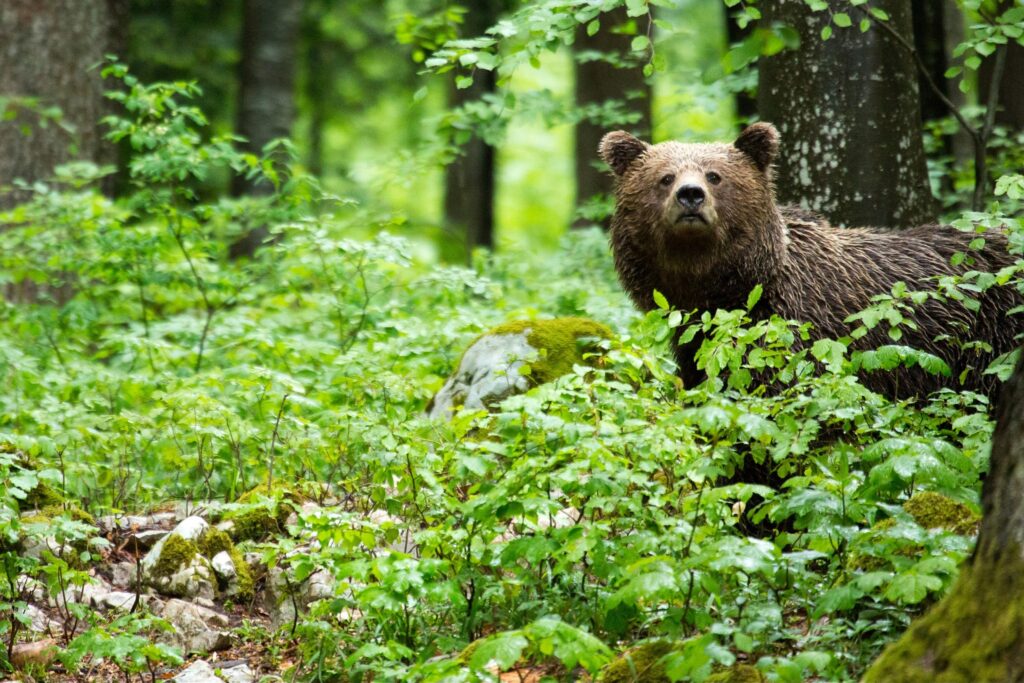 Brown Bear in the forest in Notranjska, Slovenia.