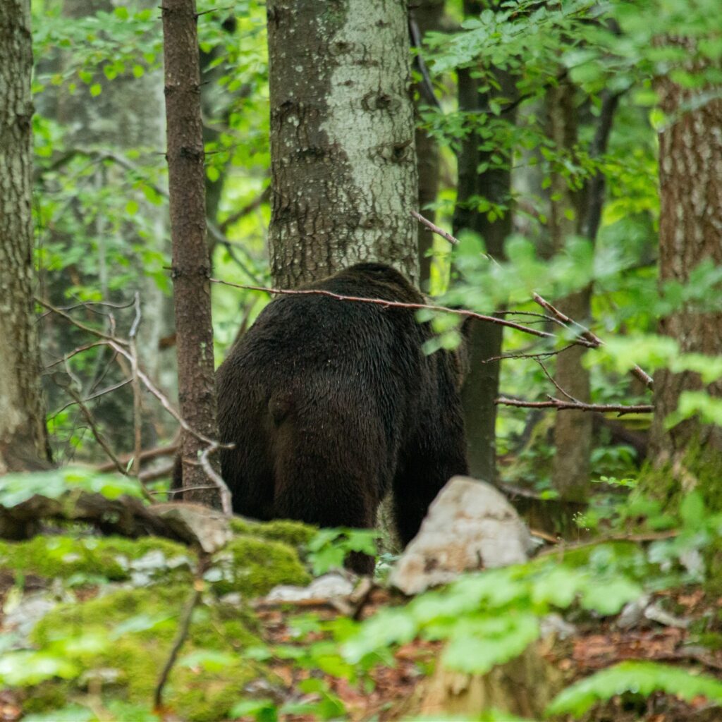 Brown Bear in the forest in Notranjska, Slovenia.