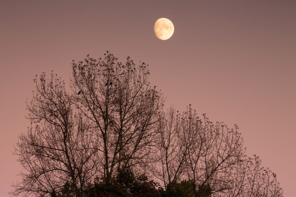 Moon rising over tree at sunset