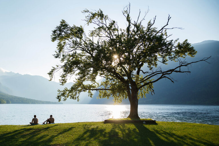 Bohinj Tree in summer