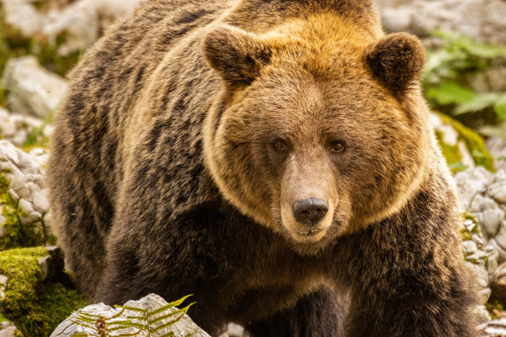 Brown Bear in the forest near Loski Potok, Slovenia.