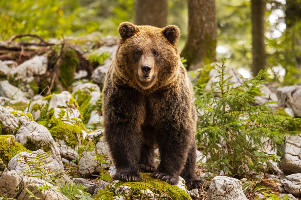 Brown Bear in the forest near Loski Potok, Slovenia.