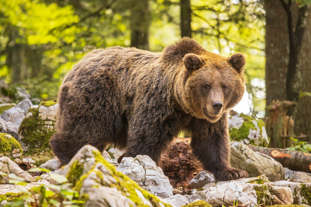 Brown Bear in the forest near Loski Potok, Slovenia.