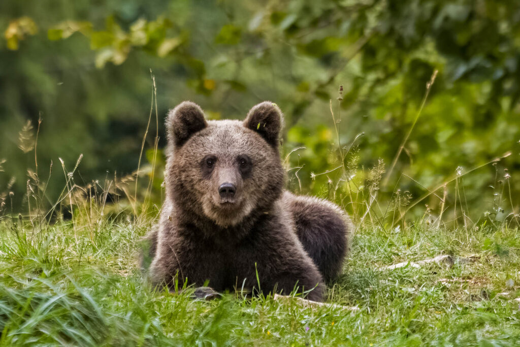 Brown bear cub from this season in the forest in Notranjska, Slovenia.