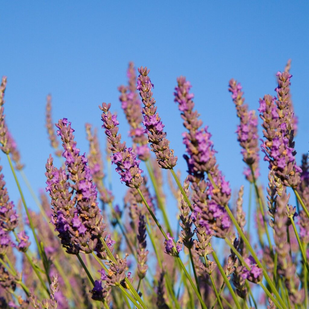 Lavender fields at Hartley Park Farm, Alton, Hampshire, England