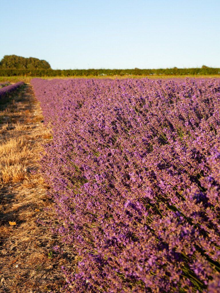 Lavender fields at Hartley Park Farm, Alton, Hampshire, England