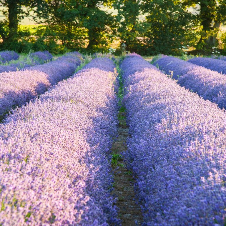 Lavender fields at Hartley Park Farm, Alton, Hampshire, England